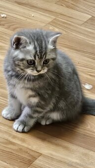 Britské mačiatka whiskas - 5