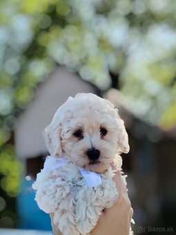 Toy pudel - 5