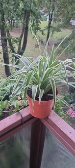 Izbová rastlina Zelenec - 5