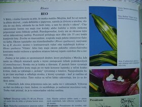 Reo / Tradescantia - izbová rastlina mládniky - 5