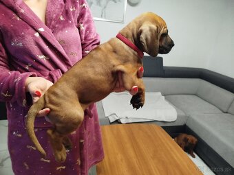 RHODESIAN RIDGEBACK - 5