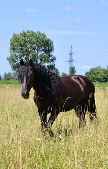 PRE žrebec - 5