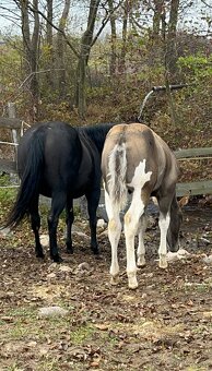 Zrebcek Aph   Buckskin overo/sabino - 5