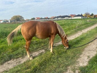 QH žrebec - 5