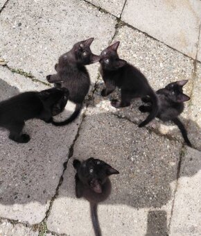 Mainská mývalia - 5