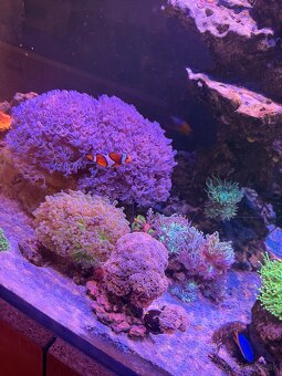 Morské Akvárium 170x60x60 - 5