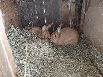 burgmunske kraliky - 5