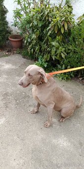 Weimarský stavač - 5