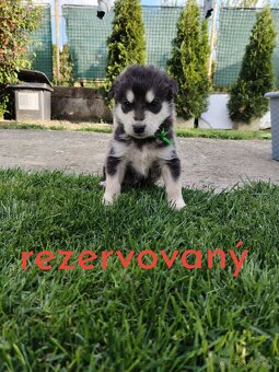 Predám šteniatko Mix husky/malamut. Odber možný od 4.mája Pr - 5
