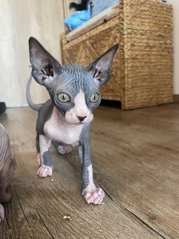 Sphynx - 5
