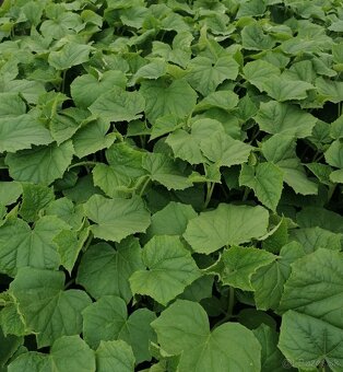 Planty, priesady - 5