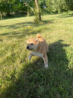 Šteniatka Shiba Inu - 5