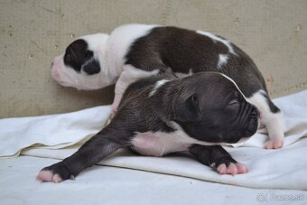 American bully - 5