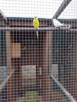 Papagáj spevavy - 5