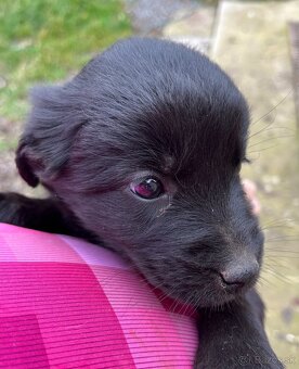 Darujem šteniatka - 5