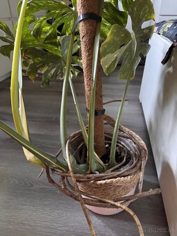monstera thai velka - 5