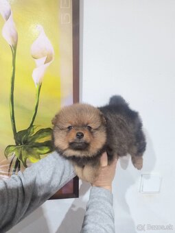 Špic typ pomeranian - 5