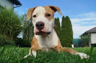 Americký stafordšírsky teriér - 5