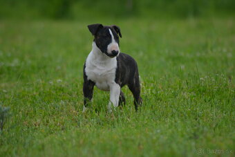 Bull terrier / Bullterrier / Bulterier šteniatka /FCI - 5