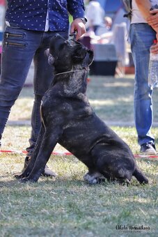 Cane corso - 5