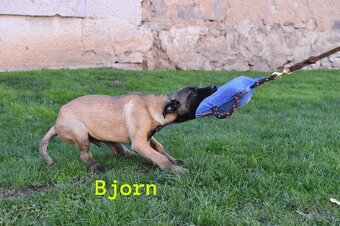 Belgický ovčiak Malinois s PP - 5