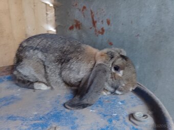 Samica francúzskeho barana. - 5