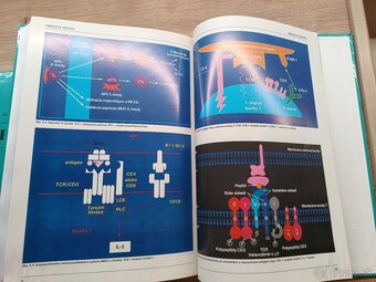 Pediatria I.,II., 1998 - 5