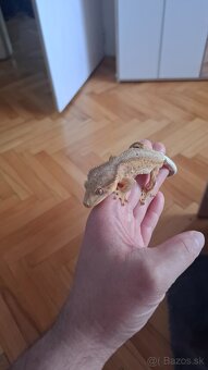 Pagekon riasnaty samček - 5