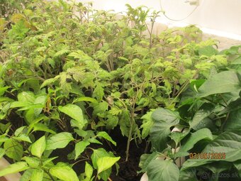 predam plantu, priesady - 5