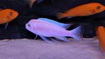 Corydoras, Panciernicek, Prisavnik, Malawi, Kotulky - 5