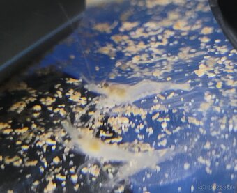 Krevety macrobrachium dayanum - 5