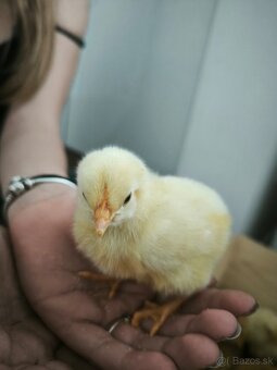 5 týždňové Leghorn biely a gazdovska hempsirka - 5