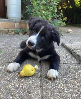 Border collie/Border kólia s PP - 5