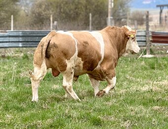 Plemenné býky - 5