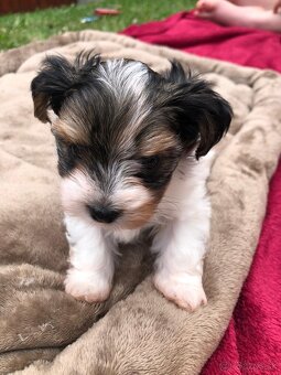 Predám Yorkshire Biwer Terrier - 5