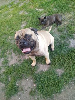 Bullmastiff - 5
