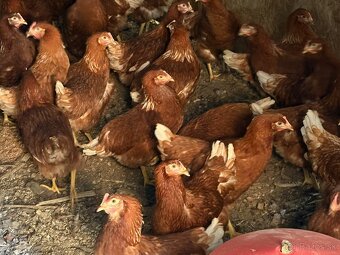 Sliepky Mládky Nosnice Lohman - 5