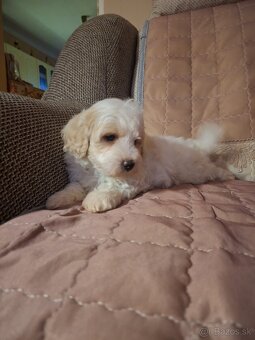 Maltipoo - 5