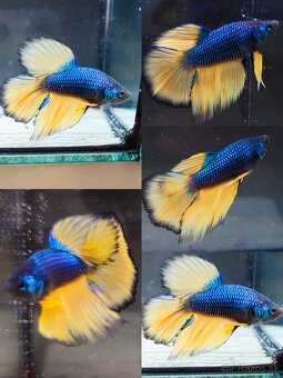 Betta Splendens - Bojovnica Pestrá. - 5