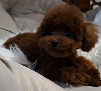 pudel teacup girl 6mes. 1.3kg - 5