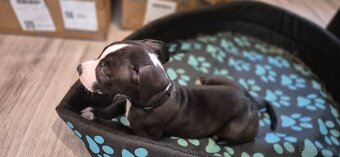 Americký Staford - 5