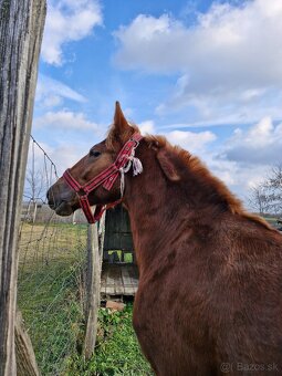 Welsh cob - 5