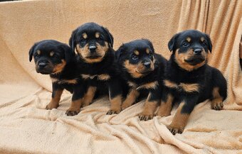 Rotvajler,rotveiler,rotvailer,rotwailer,rotweiler na predaj. - 5