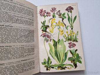 Alpská flóra 1919 - 30x barvotisková tabule alpinky atlas - 5