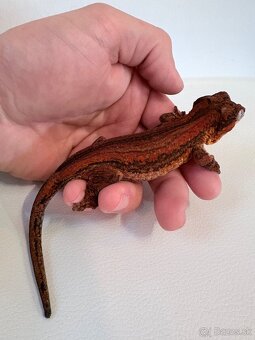 Pagekón hrbolkohlavý - Rhacodactylus auriculatus - 5