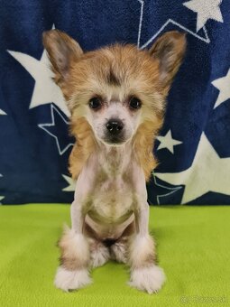 čínsky chocholatý pes - 5