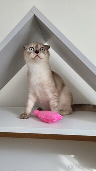 Škótske mačiatka s PP/F.TICA 27 - 5