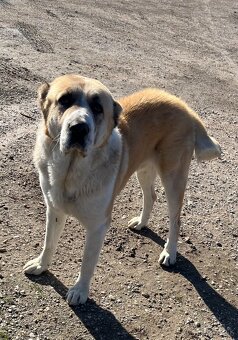 Stredoazijsky ovčiak/SAO - 5