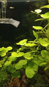 Akvarijné rastlinky - 5