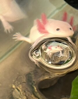 Predám axolotlov - 5